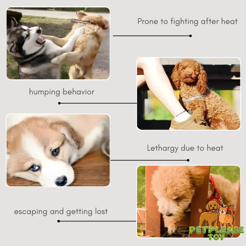 Teddy Sex Toy – Realistic Mating Toy for Small Breeds - Image 9